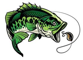 bass fish catcing the fishing lure vector