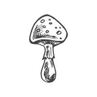 Illustration of Poisonous mushroom, toadstool, fly agaric. Hand drawn sketch. Vector isolated on white background.
