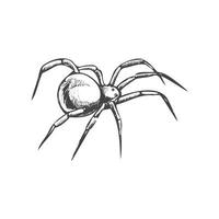 Hand drawn spider, isolated on white background. Drawing sketch of the black spider. Halloween, folklore black magic attribute. Vector. vector