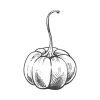 Vector hand drawn vegetable Illustration. Detailed retro style hand-drawn pumpkin sketch isolated on white background. Vintage sketch element for labels, packaging and cards design.