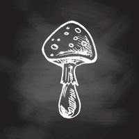 Illustration of Poisonous mushroom, toadstool, fly agaric. Hand drawn sketch on. Vector isolated on chalkboard background.