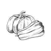 Vector hand drawn vegetable Illustration. Detailed retro style hand-drawn pumpkins sketch isolated on white background. Vintage sketch element for labels, packaging and cards design.