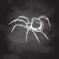 Hand drawn spider, isolated on chalkboard background. Drawing sketch of the black spider. Halloween, folklore black magic attribute. Vector. vector