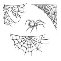 Víspera de Todos los Santos decoración, araña, araña telarañas, mano dibujado vector ilustración aislado en blanco antecedentes. antiguo, garabatear bosquejo.