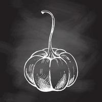 Vector hand drawn vegetable Illustration. Detailed retro style hand-drawn pumpkin sketch isolated on chalkboard  background. Vintage sketch element for labels, packaging and cards design.