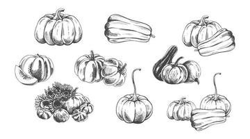 Vector hand drawn vegetable Illustration. Detailed retro style hand-drawn pumpkins sketch set  isolated on white background. Vintage sketch element for labels, packaging and cards design.