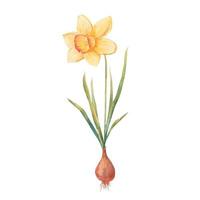 bulbous plants in the spring, Hyacinth, crocus and daffodil  in vectoron a white background vector