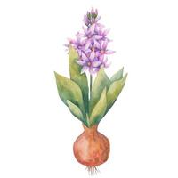 bulbous plants in the spring, Hyacinth, crocus and daffodil  in vectoron a white background vector