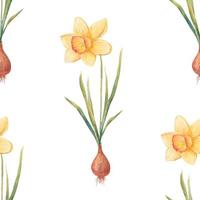 Watercolor botanical realistic floral pattern with narcissus. Bright yellow daffodil on a white background. Natural and vibrant repeated print for textile, wallpaper. Spring flowers vector