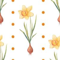 Watercolor botanical realistic floral pattern with narcissus. Bright yellow daffodil on a white background. Natural and vibrant repeated print for textile, wallpaper. Spring flowers vector