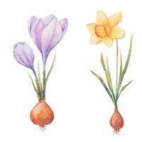 bulbous plants in the spring, Hyacinth, crocus and daffodil  in vectoron a white background vector