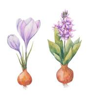 bulbous plants in the spring, Hyacinth, crocus and daffodil  in vectoron a white background vector