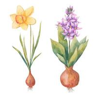 bulbous plants in the spring, Hyacinth, crocus and daffodil  in vectoron a white background vector