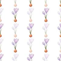 Crocus pattern. Saffron field. Seamless pattern with purple crocuses. Seamless vector pattern on a transparent background. Background illustration.  Wrapping background