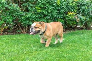 Portrait of english bulldog photo