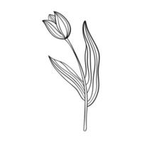 Tulip flower line art. Minimalist outline drawing. Single line drawing. Vector isolated floral elements.