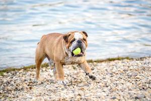 Playful English Bulldog photo