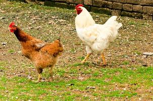 Cock and chicken photo