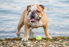 Inglés buldog jugando en el agua foto