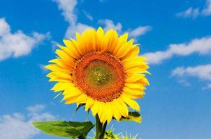 Single sunflower with sky in background photo