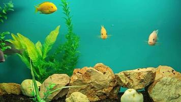 varios multicolor brillante pescado nadar en el acuario. acuario con pequeño mascotas. video