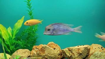 Several multi-colored bright fish swim in the aquarium. Aquarium with small pets. video