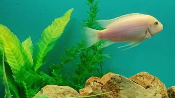 parecchi multicolore luminosa pesce nuotare nel il acquario. acquario con piccolo animali domestici. video