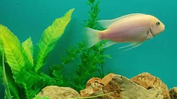 Several multi-colored bright fish swim in the aquarium. Aquarium with small pets. video