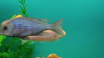 mehrere mehrfarbig hell Fisch schwimmen im das Aquarium. Aquarium mit klein Haustiere. video