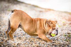 Portrait of english bulldog photo