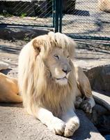 blanco león en el zoo foto