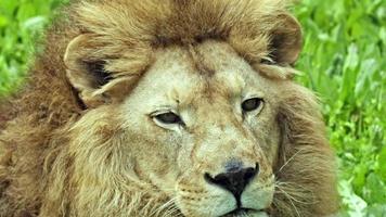 Male Portrait Lion Head Standing Grass video