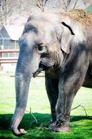 Asian elephant in zoo photo