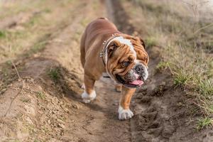 Cute english bulldog photo