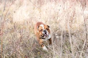 Cute english bulldog photo