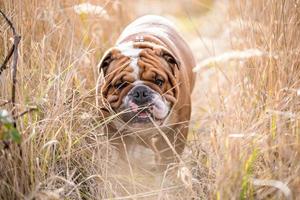 Cute english bulldog photo