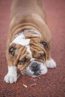 Cute english bulldog photo