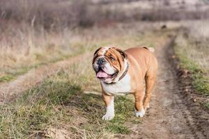 Cute english bulldog photo