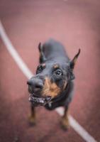 Doberman playing outdoor photo