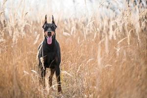 Doberman playing outdoor photo