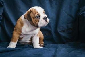 English bulldog puppy photo