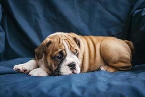 English bulldog puppy photo