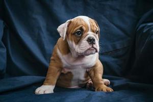 English bulldog puppy photo