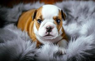 English bulldog puppy photo