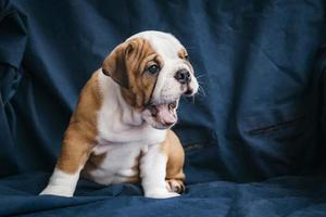 English bulldog puppy photo