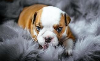 English bulldog puppy photo