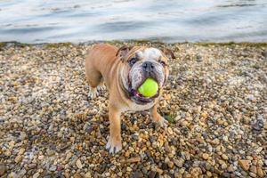 Playful English Bulldog photo