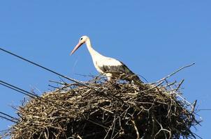 Stork in its nest photo