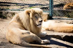 White lion  in zoo photo