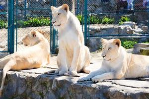 Lions in the zoo photo